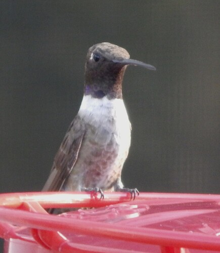 Black-chinned Hummingbird observed by maryscottz