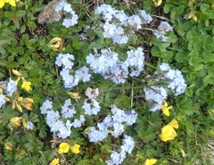 Myosotis alpestris