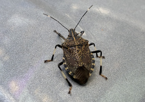 Yellow-spotted Stink Bug