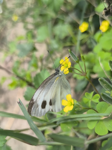 Indian Cabbage White