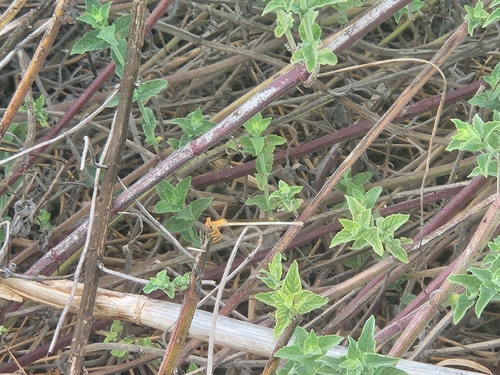 Ivory Featherleg