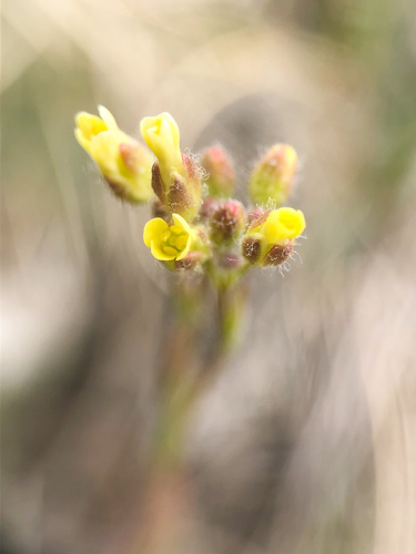 Camelina microcarpa iNat (3)