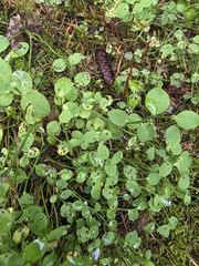 Vaccinium scoparium, photograph author not stated, no rights reserved
