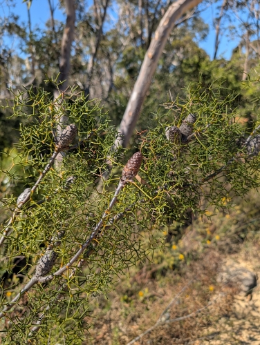 Petrophile sessilis observed 2026-08-31