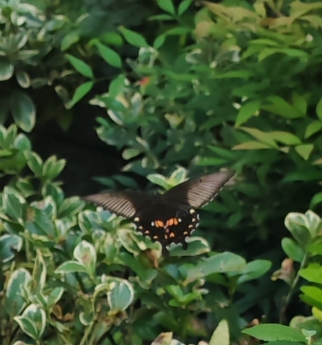 Common Mormon Swallowtail