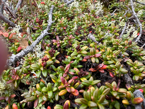 alpine azalea