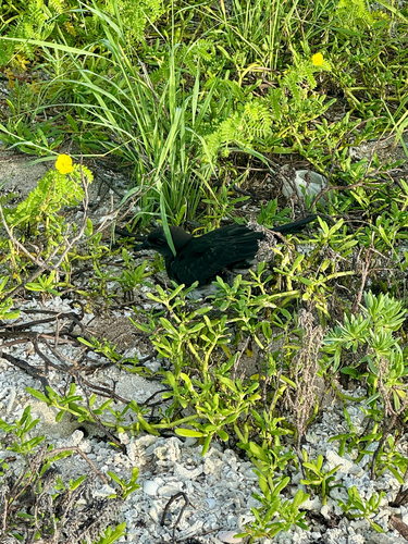 Pterodroma alba observed 2026-08-31