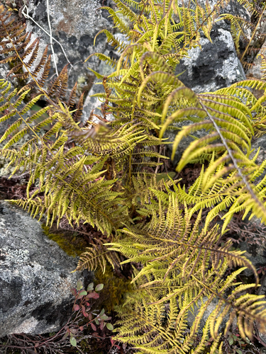 Common Lady Fern