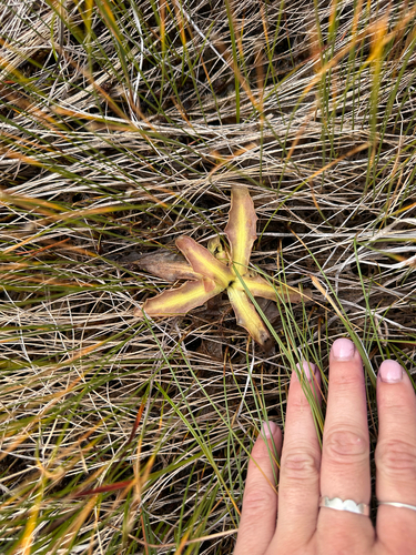 horned butterwort