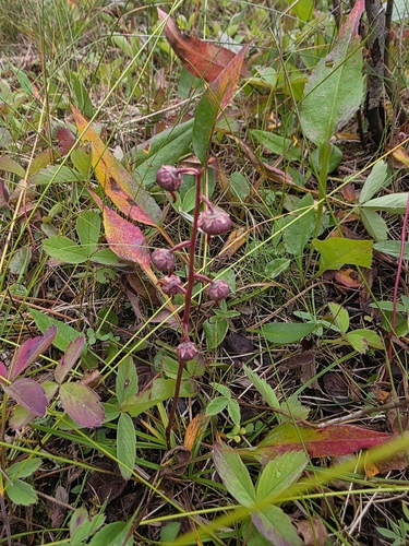 Pyrola asarifolia, photograph 6