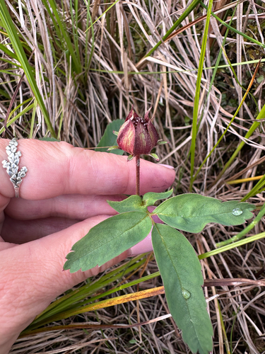 marsh cinquefoil