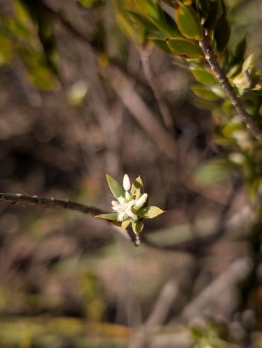 Styphelia esquamata