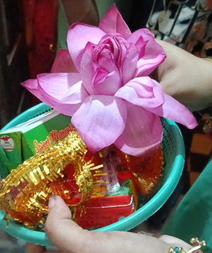 Sacred Lotus