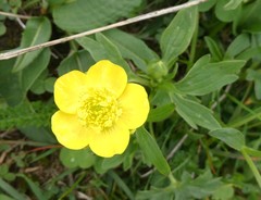 Ranunculus montanus