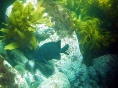 Parma alboscapularis