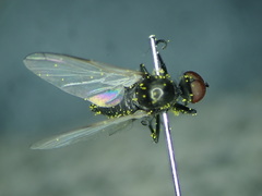 Empis caudatula