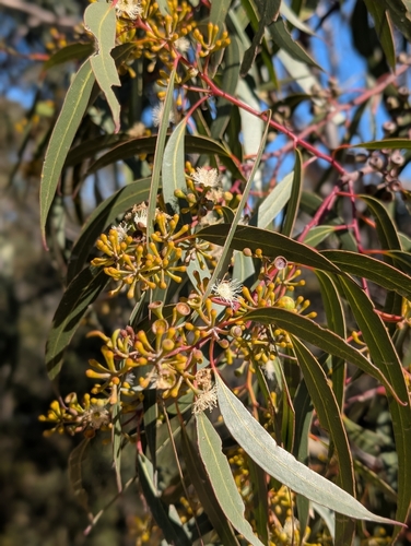 Northern Scribbly Gum