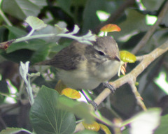 Vireo gilvus