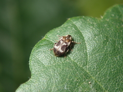 Ptinomorphus regalis