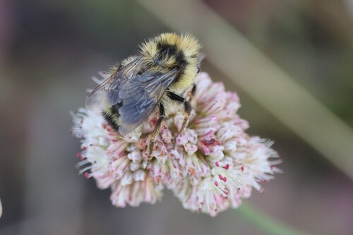 iNaturalist observation photo of Bumble Bees