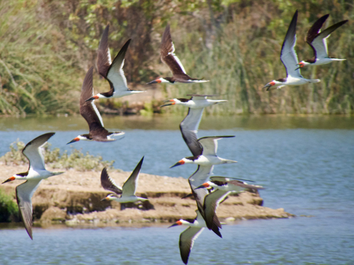 iNaturalist observation photo of Black Skimmer