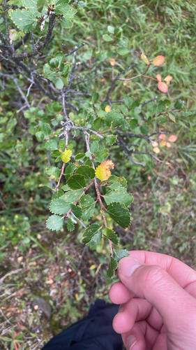 Betula glandulosa, photograph 2