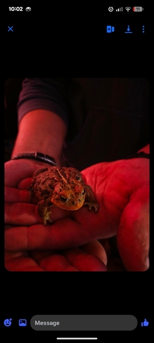Boreal Toad