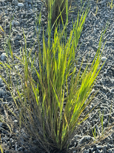 Lepturus repens observed 2026-08-31