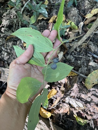 Polygonatum glaberrimum, photograph 1