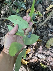 Polygonatum glaberrimum