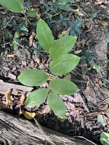 Polygonatum glaberrimum, photograph 2