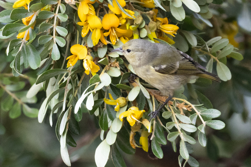 Chlorodrepanis virens observed 2026-08-28