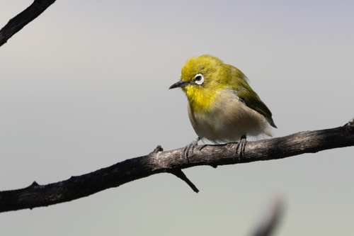 Zosterops japonicus observed 2026-08-28