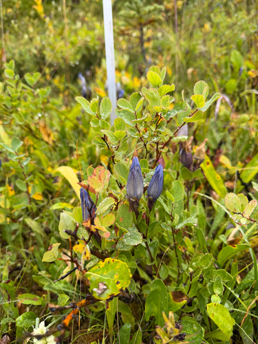 Gentiana calycosa, photograph 4