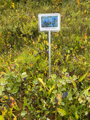 (c) Eric Klug, some rights reserved (CC BY) Gentiana calycosa, photograph (c) Eric Klug, some rights reserved (CC BY)