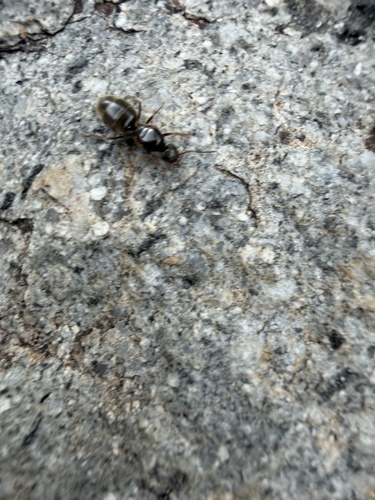 iNaturalist observation photo of Ants