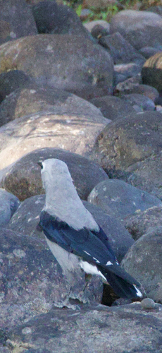 Clark's Nutcracker