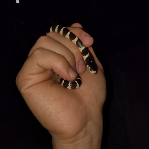 California King Snake