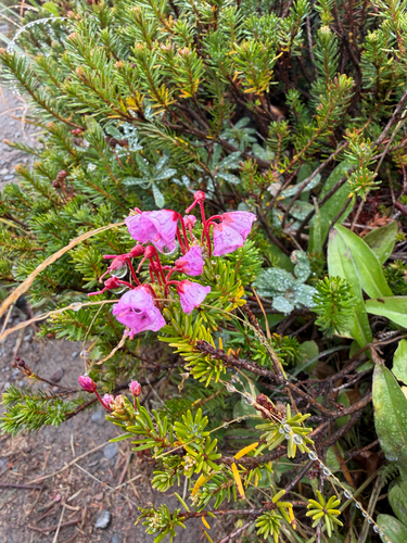 Phyllodoce empetriformis, photograph 6