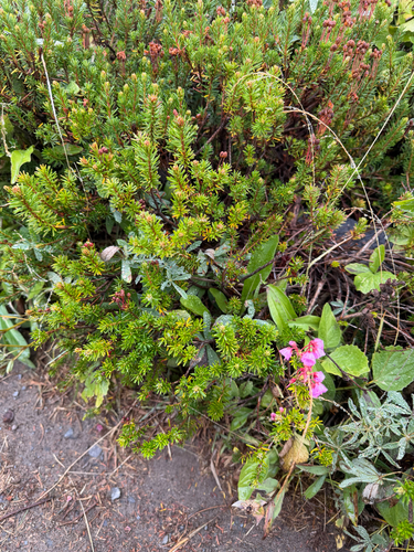 Phyllodoce empetriformis, photograph 5