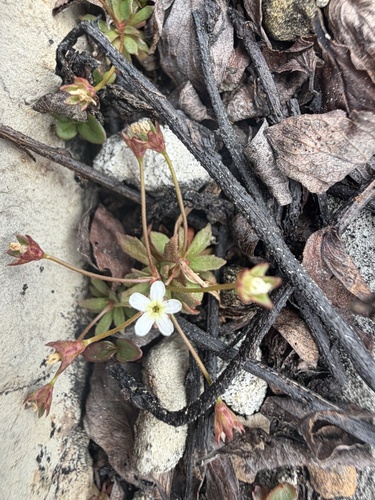 Androsace septentrionalis, 2026-08-29