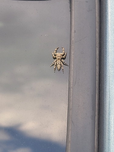 Tan Jumping Spider