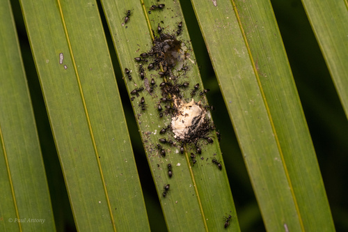 Technomyrmex albipes observed 2026-08-22