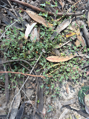 Climbing saltbush