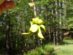 Exobasidium symploci