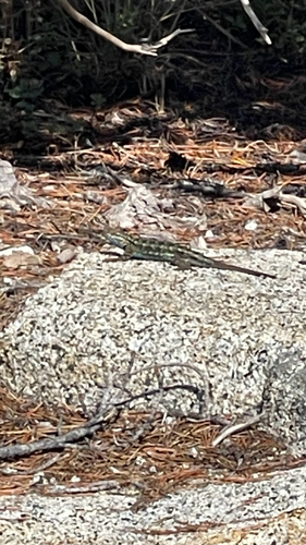iNaturalist observation photo of Western Fence Lizard