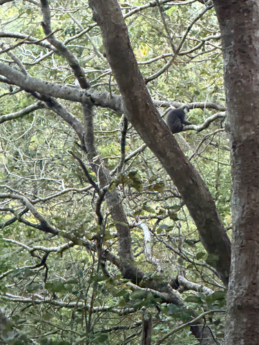 Dry Zone Purple-faced Langur