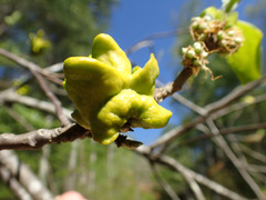 Exobasidium symploci