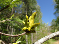 Exobasidium symploci