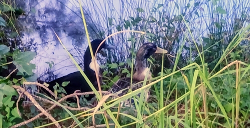 Mallard